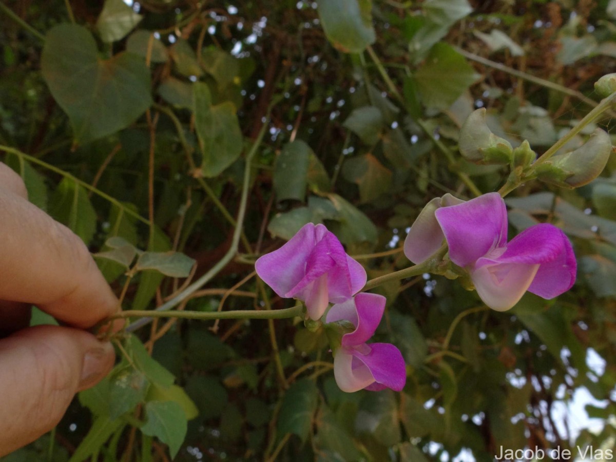 Lablab purpureus (L.) Sweet